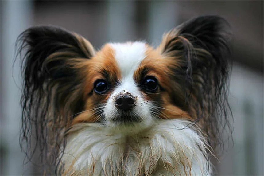 고양이 물 안 마실 때 꼭 확인해야 할 5가지 위험 신호