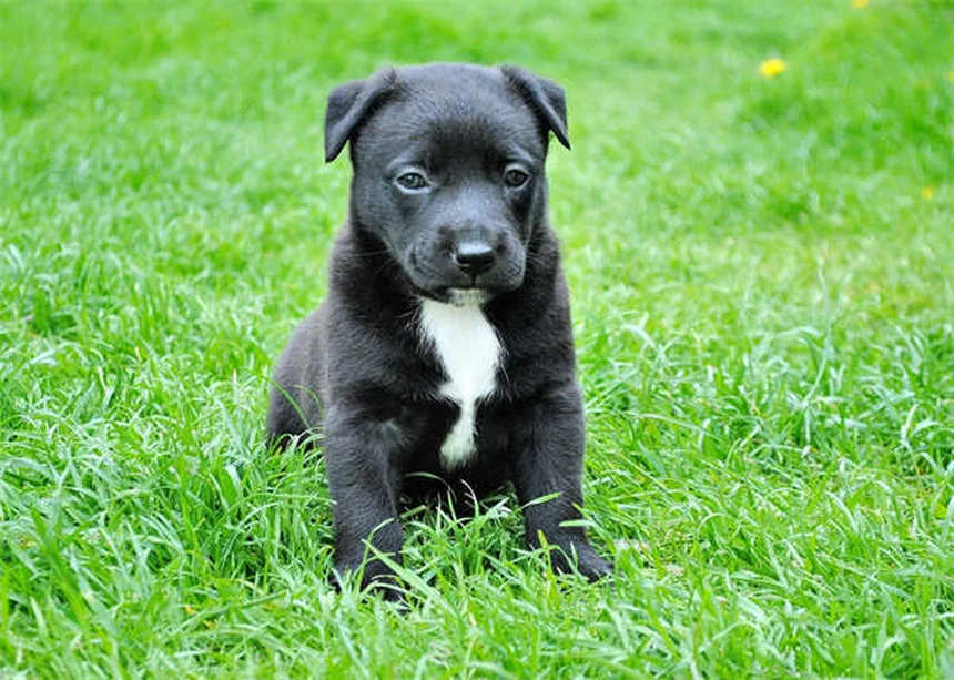 고양이 물 안 마실 때 꼭 확인해야 할 5가지 위험 신호