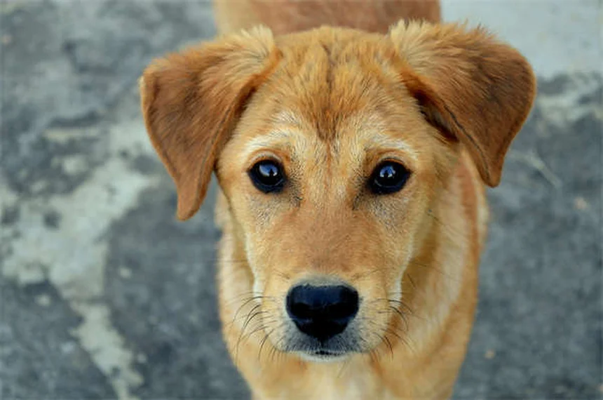 고양이 관절염 관리법, 이렇게 하면 통증 확 줄어요!