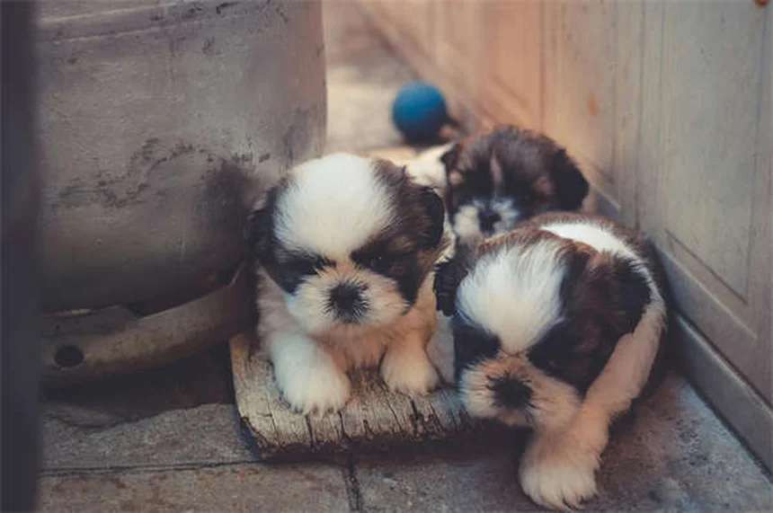고양이 지루함 해결법 5가지: 집사가 꼭 알아야 할 풍요화 활동