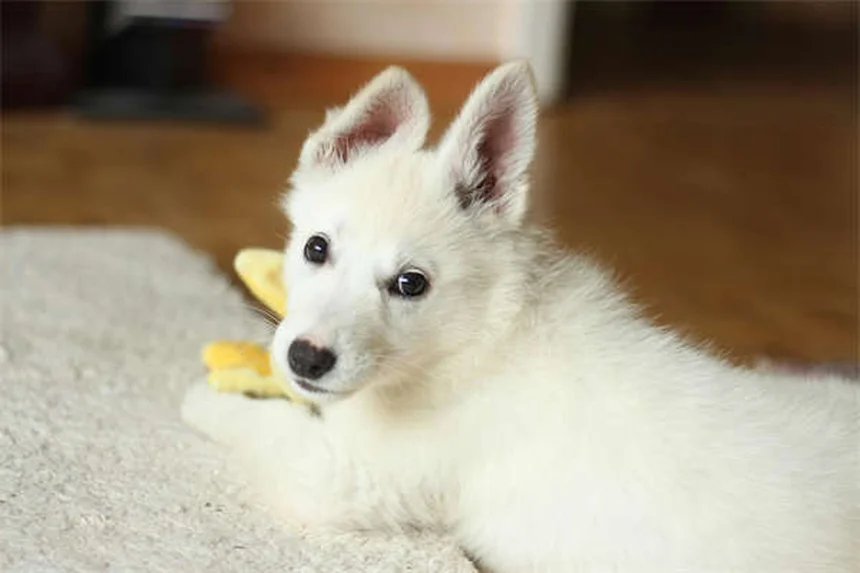 고양이 목·등 통증 증상과 치료법 총정리 (초보 집사 필독!)