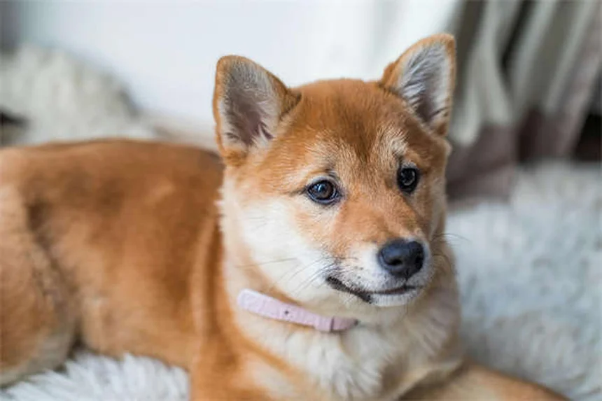 고양이 머리 기울임, 정상인지 문제인지 구별하는 법
