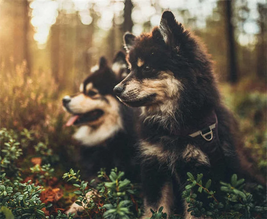 고양이 CBD 오일 효과, 안전하게 사용하는 법 총정리